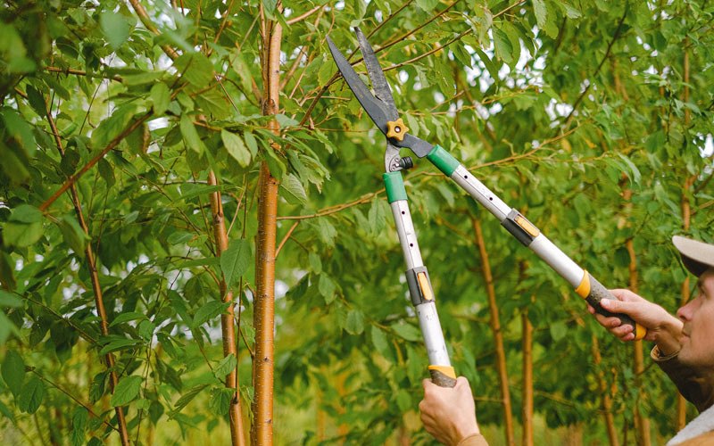 Tree trimming in Garrison, UT