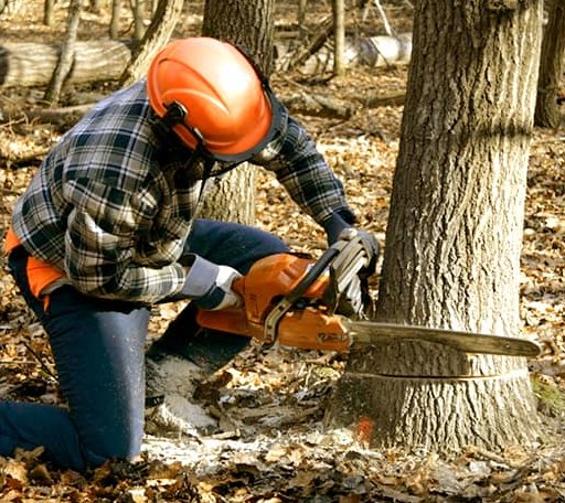 Tree Removal in Garrison, UT